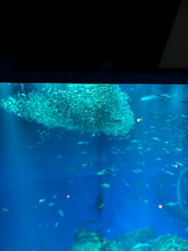 アクアワールド茨城県大洗水族館に投稿された画像（2024/2/24）