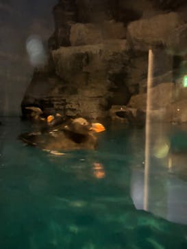 アクアワールド茨城県大洗水族館に投稿された画像（2024/2/24）