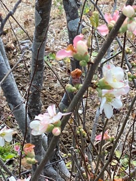 偕楽園本園に投稿された画像（2024/2/24）