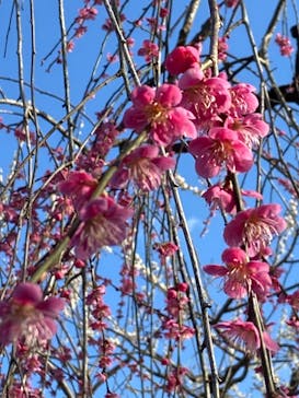 偕楽園本園に投稿された画像（2024/2/24）