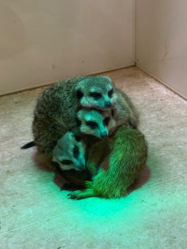 アニタッチアクアシティお台場に投稿された画像（2024/2/24）