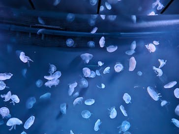 サンシャイン水族館に投稿された画像（2024/2/24）