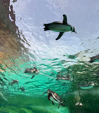 天王寺動物園に投稿された画像（2024/2/24）