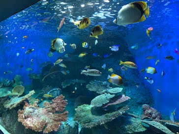 しながわ水族館に投稿された画像（2024/2/24）
