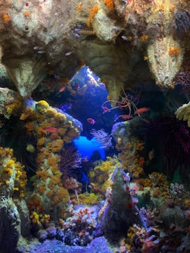 サンシャイン水族館に投稿された画像（2024/2/24）