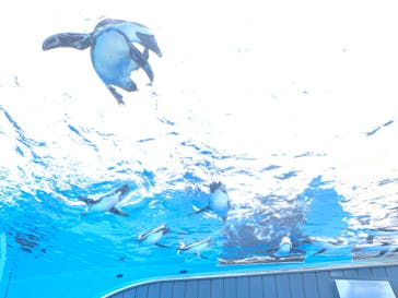 サンシャイン水族館に投稿された画像（2024/2/24）