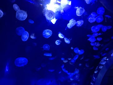 サンシャイン水族館に投稿された画像（2024/2/24）