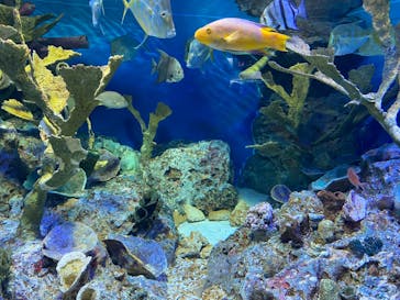 サンシャイン水族館に投稿された画像（2024/2/24）