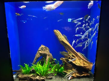 サンシャイン水族館に投稿された画像（2024/2/24）