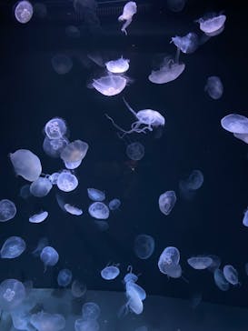 サンシャイン水族館に投稿された画像（2024/2/24）