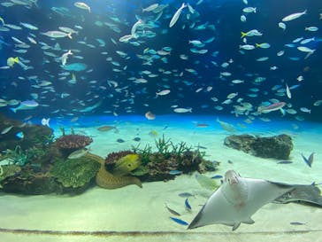サンシャイン水族館に投稿された画像（2024/2/24）