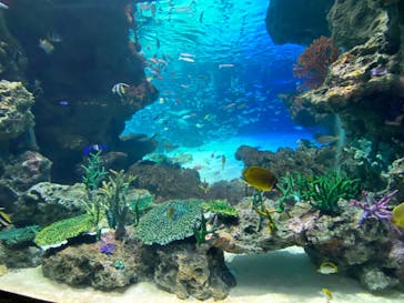 サンシャイン水族館に投稿された画像（2024/2/24）