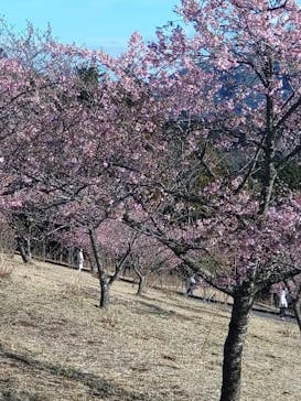 いばらきフラワーパークに投稿された画像（2024/2/24）