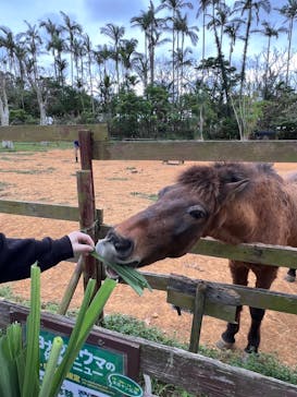 美らヤシパークオキナワ・東南植物楽園に投稿された画像（2024/2/24）