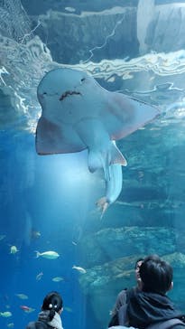 マクセル アクアパーク品川に投稿された画像（2024/2/24）