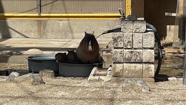 東武動物公園に投稿された画像（2024/2/24）