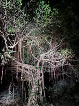 宮古島 ADVENTURE PiPi（ミヤコジマ アドベンチャー ピピ）に投稿された画像（2024/2/24）