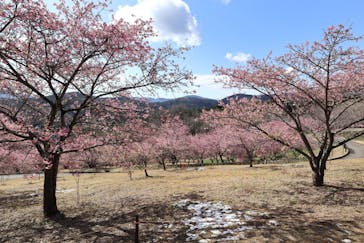 いばらきフラワーパークに投稿された画像（2024/2/24）