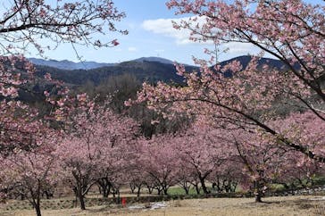 いばらきフラワーパークに投稿された画像（2024/2/24）