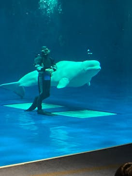 島根県立 しまね海洋館に投稿された画像（2024/2/24）