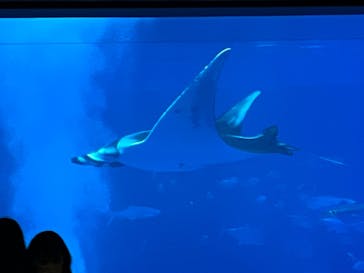 沖縄美ら海水族館に投稿された画像（2024/2/24）