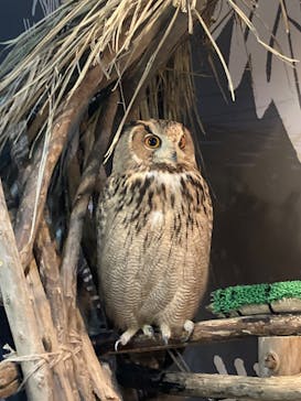 カワスイ 川崎⽔族館に投稿された画像（2024/2/24）