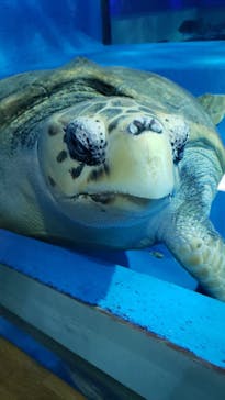 島根県立 しまね海洋館に投稿された画像（2024/2/24）