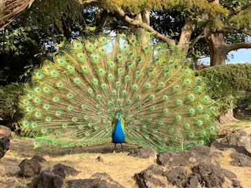 伊豆シャボテン動物公園に投稿された画像（2024/2/24）
