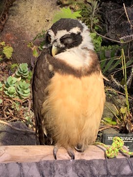 伊豆シャボテン動物公園に投稿された画像（2024/2/24）