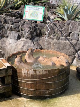 伊豆シャボテン動物公園に投稿された画像（2024/2/24）