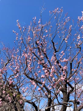 偕楽園本園に投稿された画像（2024/2/24）