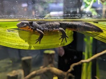 カワスイ 川崎⽔族館に投稿された画像（2024/2/25）