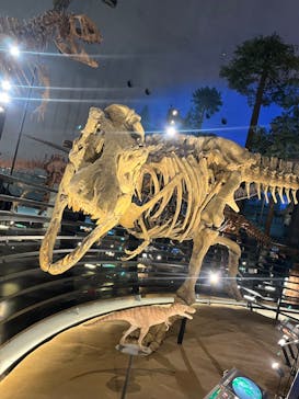 福井県立恐竜博物館に投稿された画像（2024/2/25）