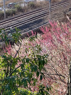 偕楽園本園に投稿された画像（2024/2/25）