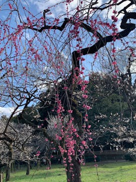 偕楽園本園に投稿された画像（2024/2/25）