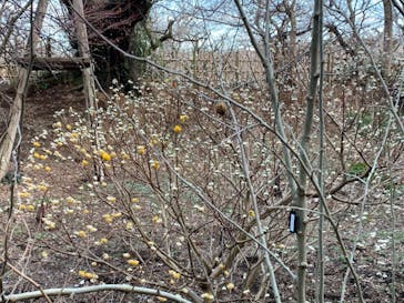 偕楽園本園に投稿された画像（2024/2/25）