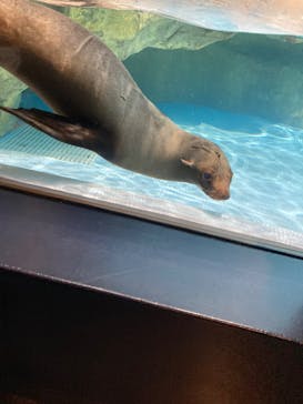 マクセル アクアパーク品川に投稿された画像（2024/2/25）