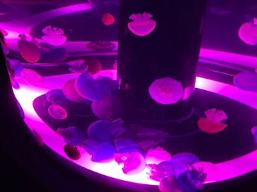 マクセル アクアパーク品川に投稿された画像（2024/2/25）