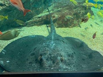 マクセル アクアパーク品川に投稿された画像（2024/2/25）