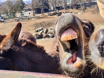 那須サファリパークに投稿された画像（2024/2/25）