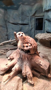 那須どうぶつ王国に投稿された画像（2024/2/25）