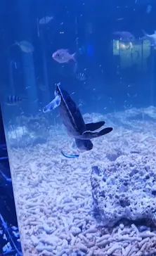 すみだ水族館に投稿された画像（2024/2/25）