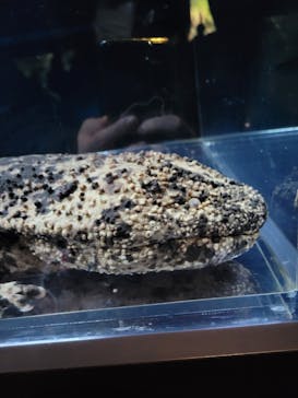 京都水族館に投稿された画像（2024/2/25）