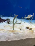 仙台うみの杜水族館に投稿された画像（2024/2/25）