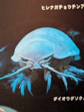 大分マリーンパレス水族館 「うみたまご」に投稿された画像（2024/2/25）