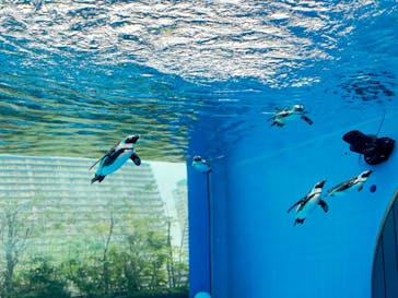 サンシャイン水族館に投稿された画像（2024/2/25）
