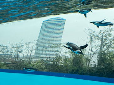 サンシャイン水族館に投稿された画像（2024/2/25）