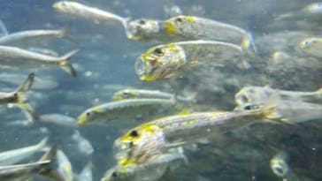 サンシャイン水族館に投稿された画像（2024/2/25）