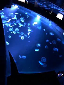 すみだ水族館に投稿された画像（2024/2/25）