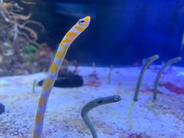 名古屋港水族館に投稿された画像（2024/2/25）